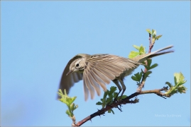 <p>LINDUŠKA LUČNÍ (Anthus pratensis) /Meadow pipit - Wiesenpieper/</p>